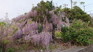 030408-fuji.jpg